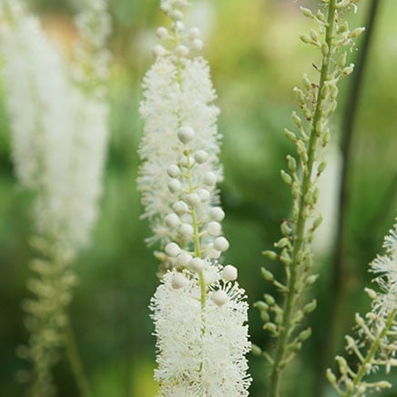 Actif naturel Cimicifuga